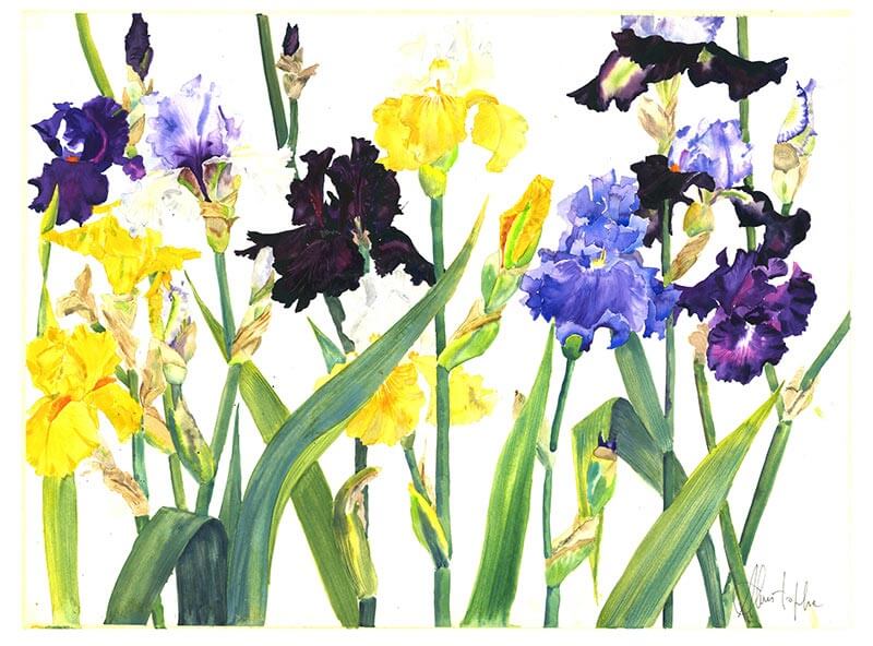 Iris violets et jaunes